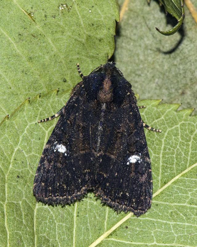 Noctuidae Mesapamea sp